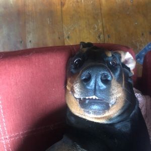 Meet your Posher, Belle